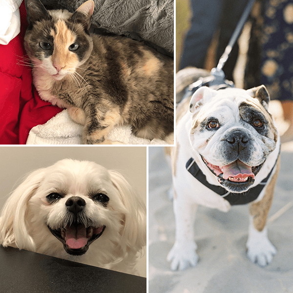 Best Places to Work Bay Area Pets